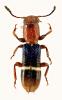 Paratillus carus